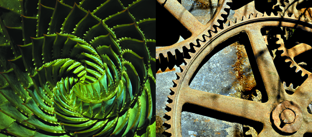 ferns and gears